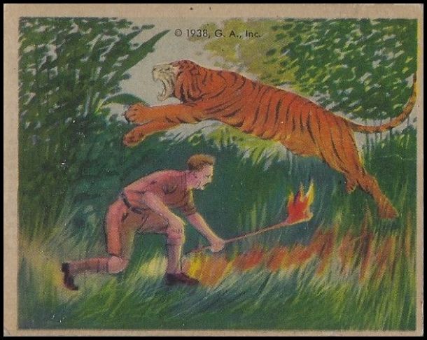 R55 38 A Flare for a Tiger.jpg